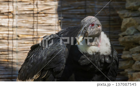 Andean condor with red eyes facing right 137087545