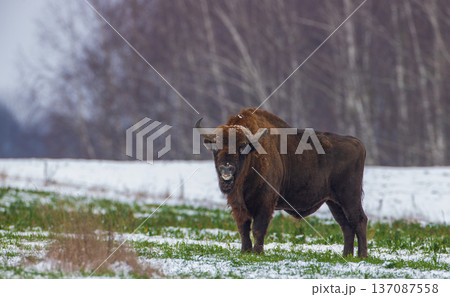 European bison standing in snowy winter field 137087558