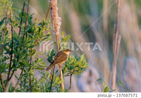 Reed warbler perching on a branch in reedbed habitat 137087571