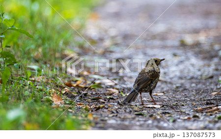 Song thrush exploring forest path for food Song thrush exploring forest path for food 137087573
