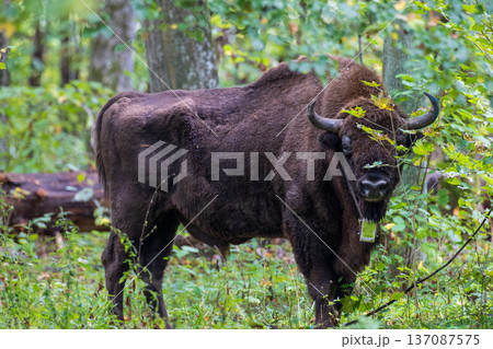 European bison wisent standing in forest with tracker collar European bison wisent standing in forest with tracker collar 137087575