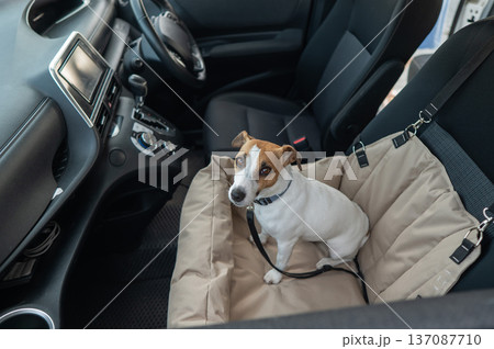 Jack Russell Terrier Dog in a Special Car Seat.  137087710