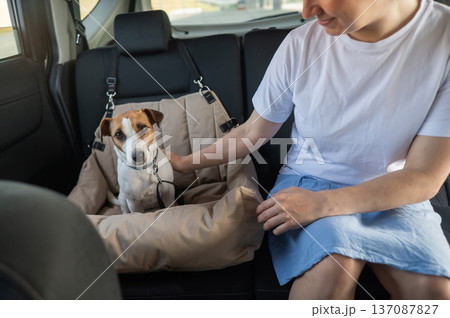 Caucasian woman travels by car with her dog. Jack Russell Terrier in a special car seat. Caucasian woman travels by car with her dog. Jack Russell Terrier in a special car seat. 137087827