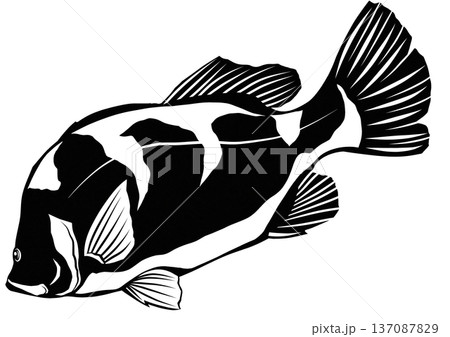 釣り師憧れの巨大魚アカメの白黒切り絵貼り絵イラスト 137087829