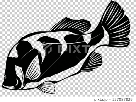 釣り師憧れの巨大魚アカメの白黒切り絵貼り絵イラスト 137087829