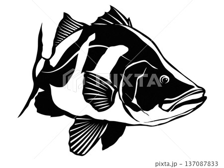 見た目がカッコイイ魚アカメの白黒切り絵貼り絵イラスト 137087833