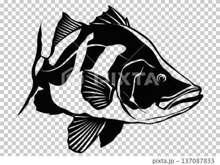 見た目がカッコイイ魚アカメの白黒切り絵貼り絵イラスト 137087833