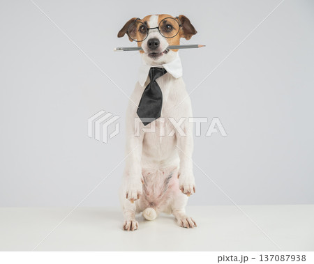 Business dog jack russell terrier holds pencil in mouth.  137087938