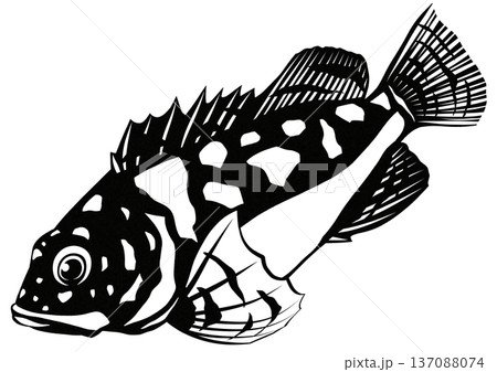 厳つくてもキュートに見えてくる目が愛らしいカサゴの白黒切り絵貼り絵イラスト 137088074