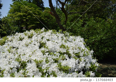 ツツジの花 山形県庄内 137088403