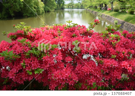 ツツジの花 山形県庄内 137088407