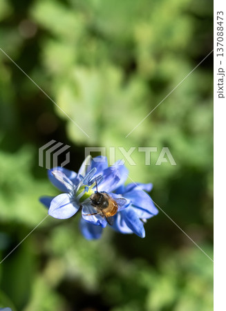 Bee Pollinating Blue Spring Flower in Nature Bee Pollinating Blue Spring Flower in Nature 137088473