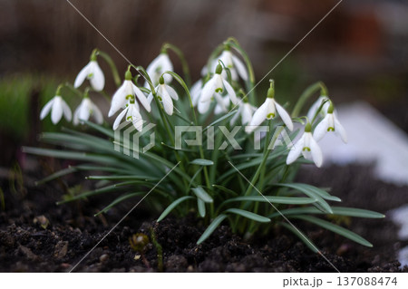 Beautiful Snowdrop Flowers Blooming in Spring Beautiful Snowdrop Flowers Blooming in Spring 137088474