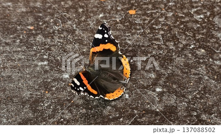 Butterfly Sun Admiral, Vanessa atalanta flutters gently across a tiled floor, displaying intricate patterns and colors as it moves. A serene moment in nature's beauty captured in springtime. 137088502