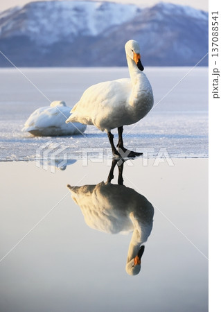 氷上を歩く白鳥 氷上を歩く白鳥 137088541
