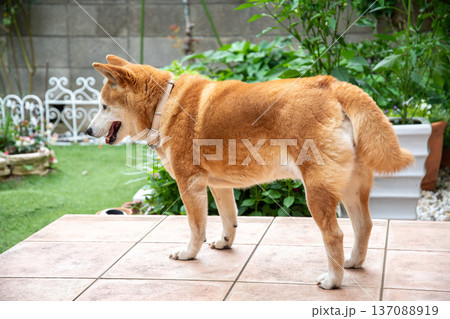 庭でのんびりとする柴犬 137088919