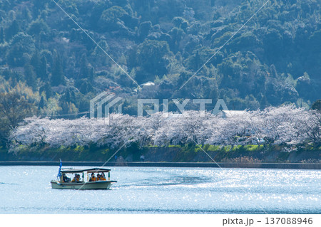 桜、笑顔満開春の遊覧船 137088946