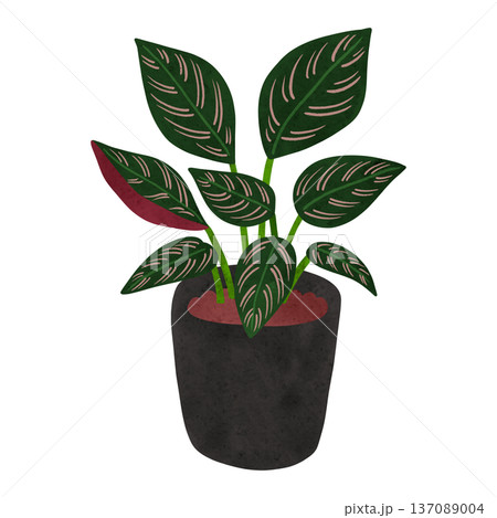 カラテア・サンデリアーナの鉢植え 水彩風手描きイラスト カラテア・サンデリアーナの鉢植え 水彩風手描きイラスト 137089004