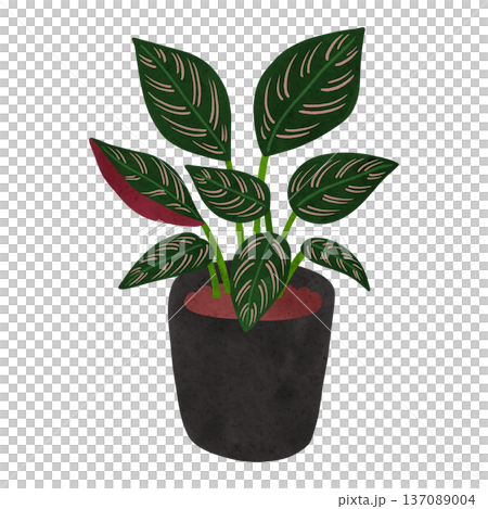 カラテア・サンデリアーナの鉢植え 水彩風手描きイラスト カラテア・サンデリアーナの鉢植え 水彩風手描きイラスト 137089004