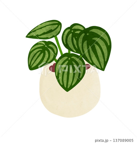 ペペロミア・サンデルシーの鉢植え　水彩風手描きイラスト 137089005