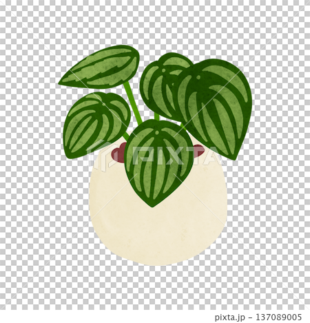ペペロミア・サンデルシーの鉢植え　水彩風手描きイラスト 137089005