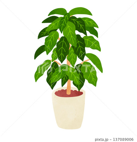 コーヒーの木の鉢植え 水彩風手描きイラスト コーヒーの木の鉢植え 水彩風手描きイラスト 137089006