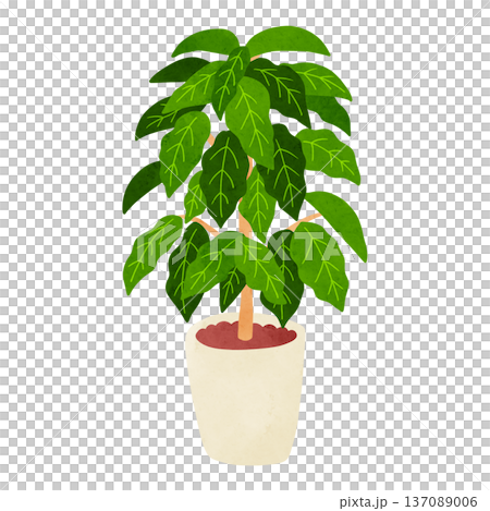 コーヒーの木の鉢植え 水彩風手描きイラスト コーヒーの木の鉢植え 水彩風手描きイラスト 137089006
