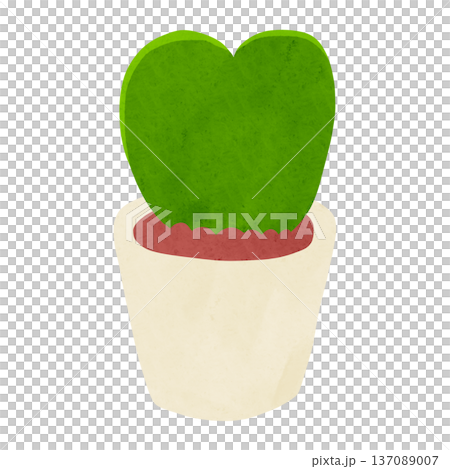 Potted Hoya curli - watercolor hand-drawn illustration 137089007