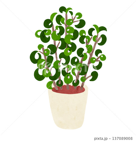 ベンジャミン・バロックの鉢植え　水彩風手描きイラスト 137089008
