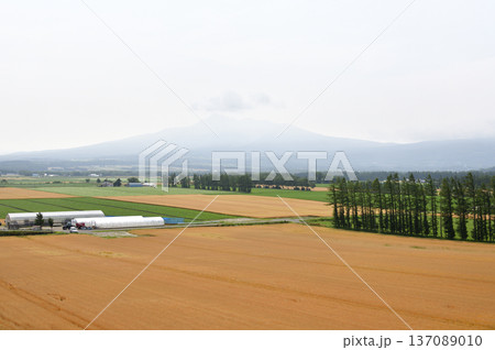 清里町神威の農村風景 137089010