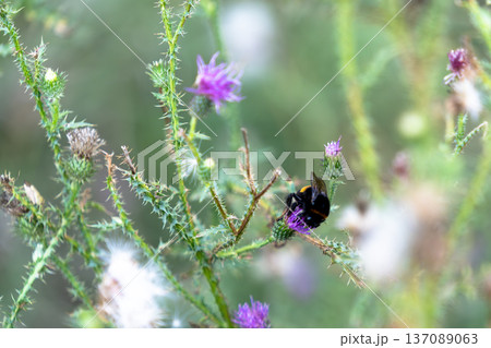 Bees gather nectar from purple thistle flowers in a field during a sunny afternoon 137089063