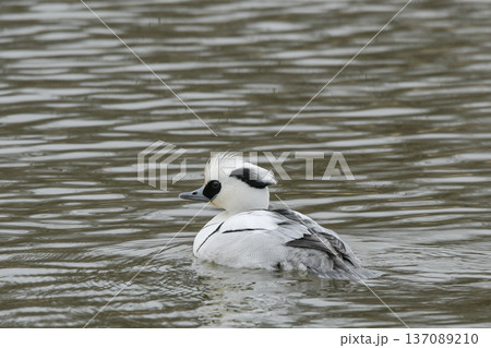 ミコアイサ 137089210