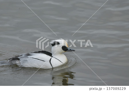 ミコアイサ ミコアイサ 137089229