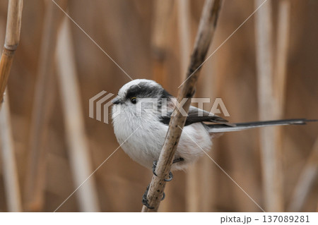 エナガ 137089281