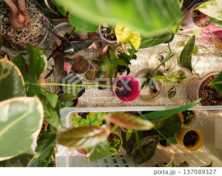 Varied shaped and sized plants in decorative containers with drainage holes 137089327