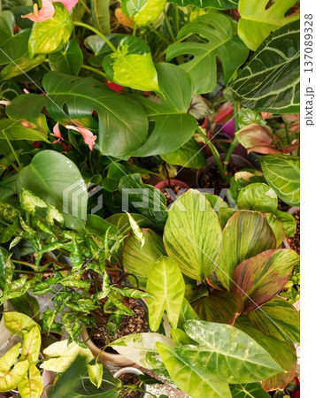 Thick collection of plants creating relaxing green environment 137089328