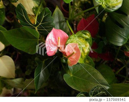 Vividly colored heartshaped flower with prominent central spike Vividly colored heartshaped flower with prominent central spike 137089341