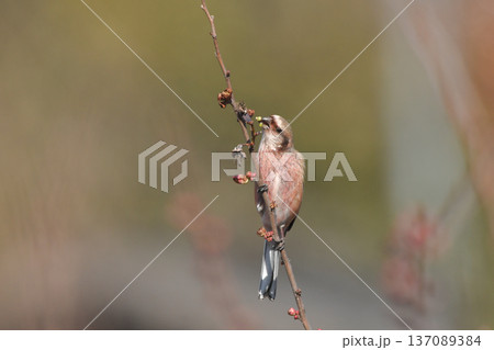 ベニマシコ 137089384