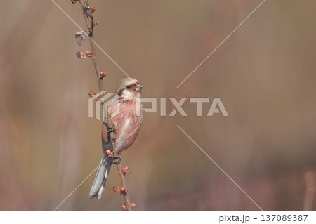 ベニマシコ ベニマシコ 137089387