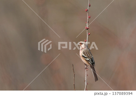 ベニマシコ 137089394