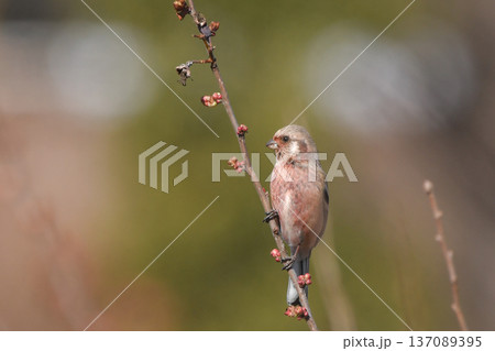 ベニマシコ 137089395