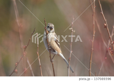 ベニマシコ ベニマシコ 137089396