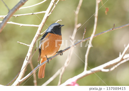ジョウビタキ 137089415