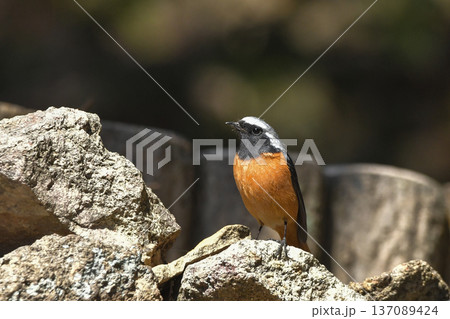 ジョウビタキ 137089424