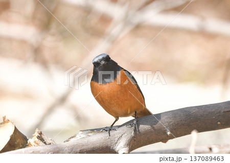 ジョウビタキ 137089463