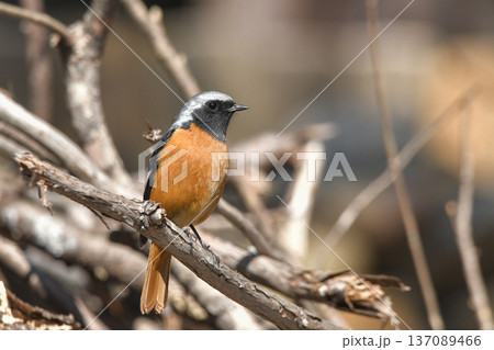 ジョウビタキ ジョウビタキ 137089466