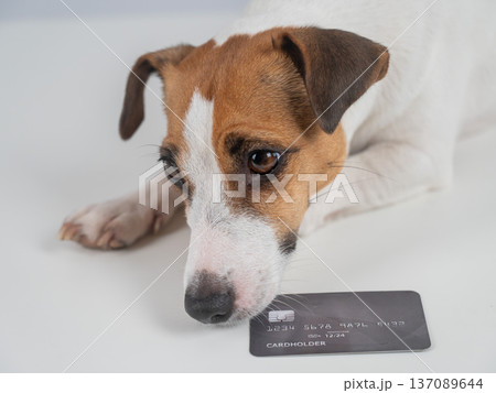 Smart dog with a bank card on a white background. Smart dog with a bank card on a white background. 137089644
