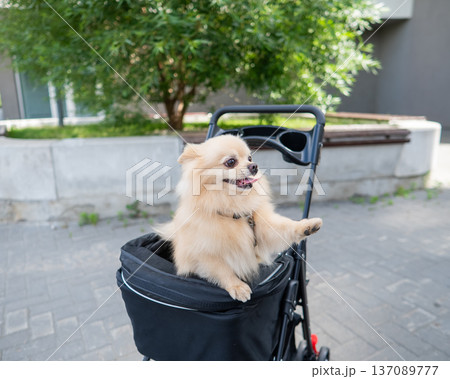 Cute spitz dog in pet stroller outdoors.  137089777