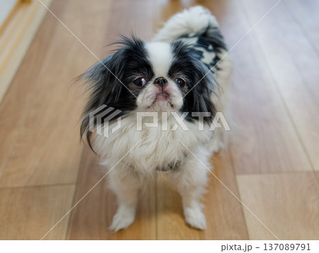 可愛い狆の室内ポートレート　上目遣いで見つめる小型犬 137089791