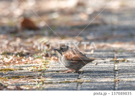 カヤクグリ 137089835